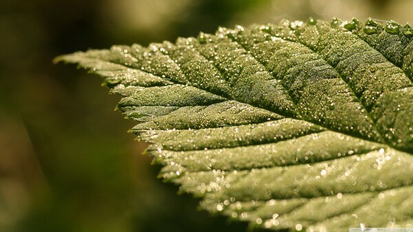 Leaf close-up in soft light — a cue to slow down breathing